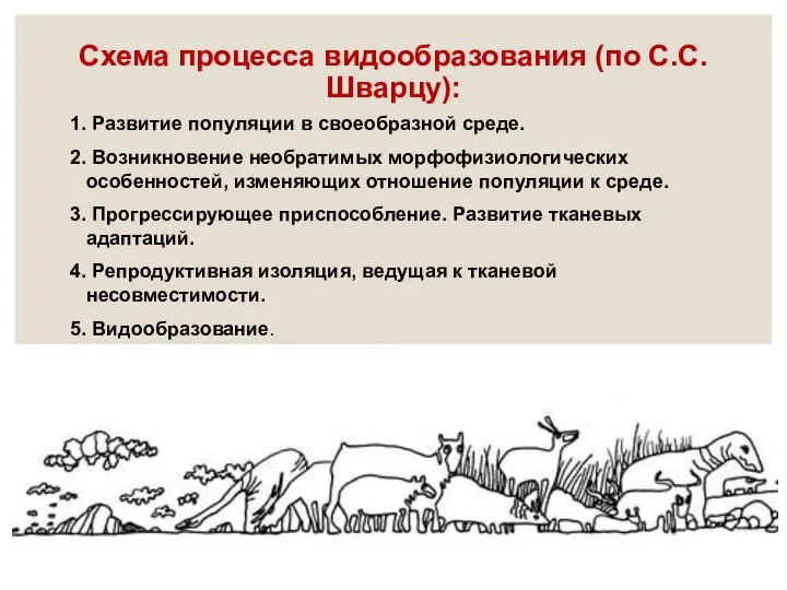 1. Развитие популяции в своеобразной среде. 2. Возникновение необратимых морфофизиологических особенностей,