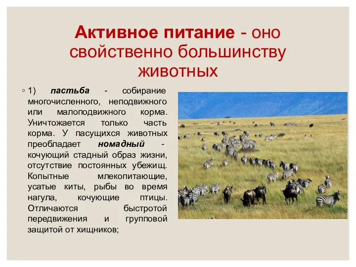 Активное питание - оно свойственно большинству животных 1) пастьба - собирание