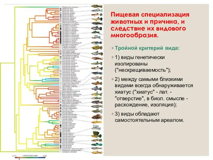 Пищевая специализация животных и причина, и следствие их видового многообразия. Тройной