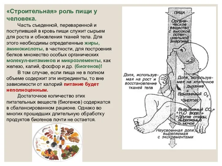 «Строительная» роль пищи у человека. Часть съеденной, переваренной и поступившей в