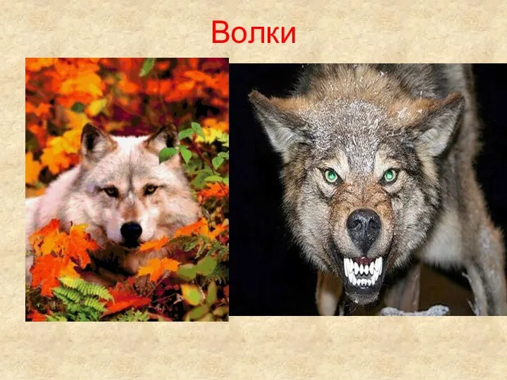 Волки