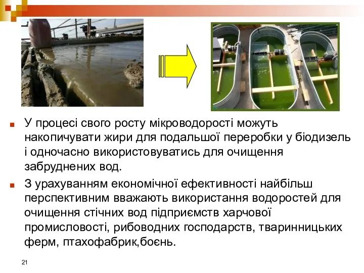 У процесі свого росту мікроводорості можуть накопичувати жири для подальшої переробки