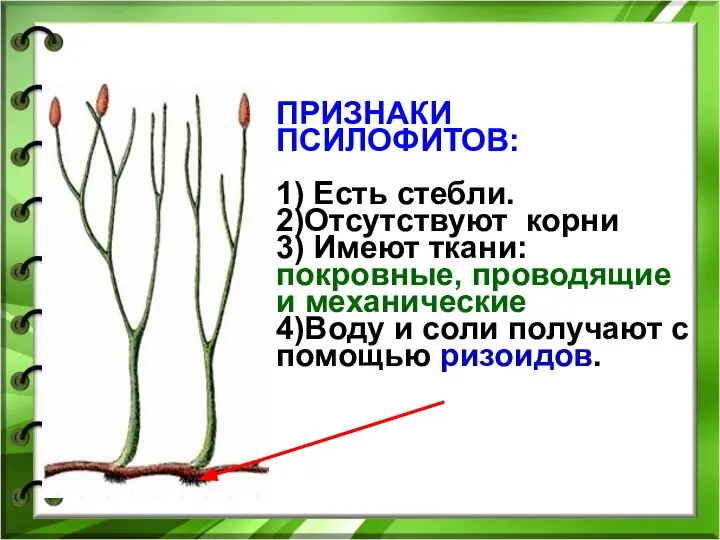ПРИЗНАКИ ПСИЛОФИТОВ: 1) Есть стебли. 2)Отсутствуют корни 3) Имеют ткани: покровные,