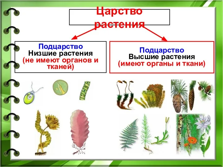 Царство растения Подцарство Низшие растения (не имеют органов и тканей) Подцарство