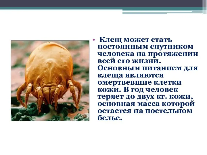 Клещ может стать постоянным спутником человека на протяжении всей его жизни.