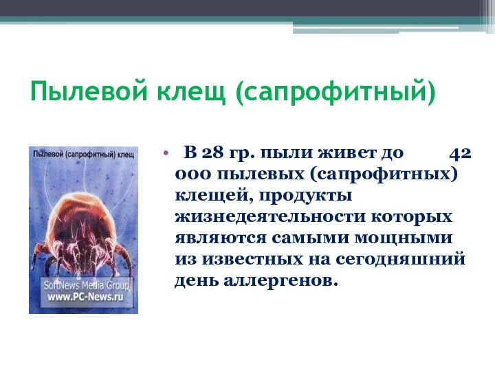 Пылевой клещ (сапрофитный) В 28 гр. пыли живет до 42 000