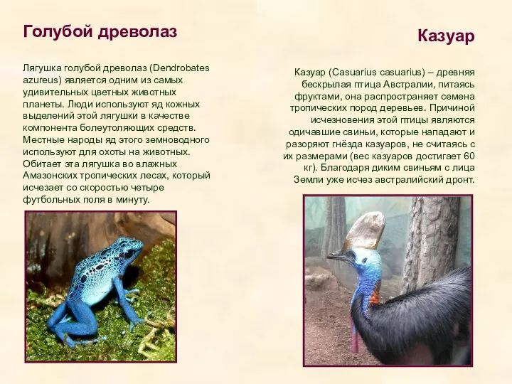 Голубой древолаз Лягушка голубой древолаз (Dendrobates azureus) является одним из самых