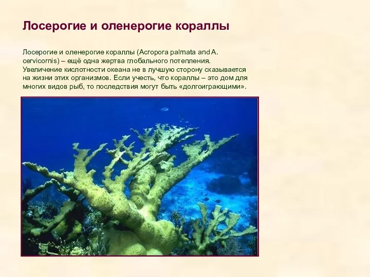 Лосерогие и оленерогие кораллы Лосерогие и оленерогие кораллы (Acropora palmata and