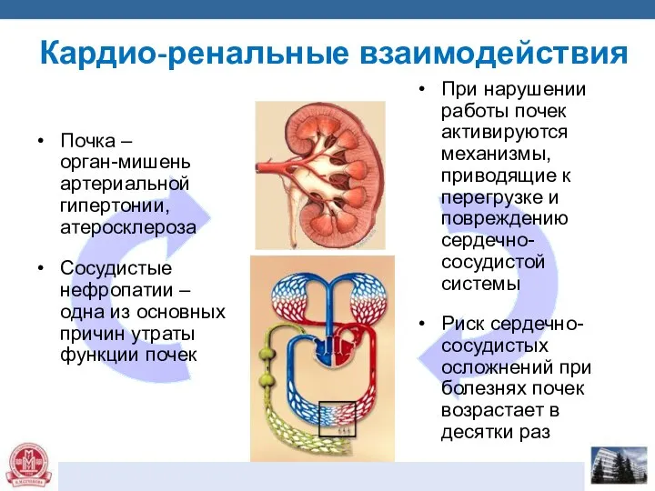 Кардио-ренальные взаимодействия Почка – орган-мишень артериальной гипертонии, атеросклероза Сосудистые нефропатии –