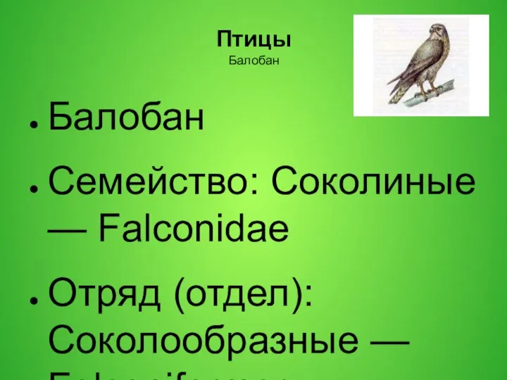 Птицы Балобан Балобан Семейство: Соколиные — Falconidae Отряд (отдел): Соколообразные —