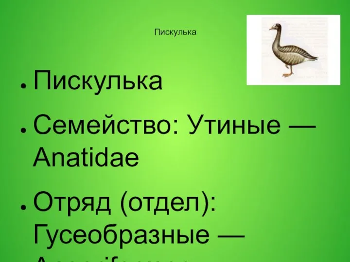 Пискулька Пискулька Семейство: Утиные — Anatidae Отряд (отдел): Гусеобразные — Anseriformes