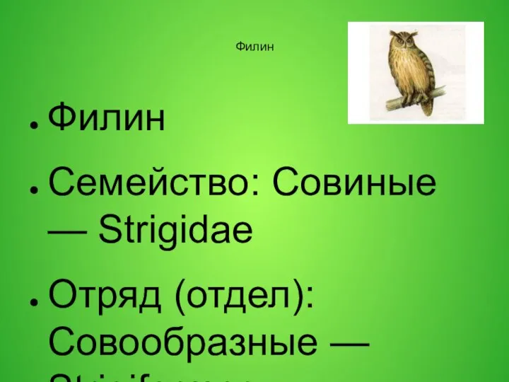 Филин Филин Семейство: Совиные — Strigidae Отряд (отдел): Совообразные — Strigiformes