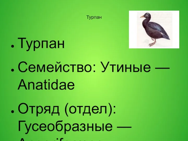 Турпан Турпан Семейство: Утиные — Anatidae Отряд (отдел): Гусеобразные — Anseriformes