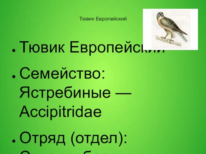 Тювик Европейский Тювик Европейский Семейство: Ястребиные — Accipitridae Отряд (отдел): Соколообразные