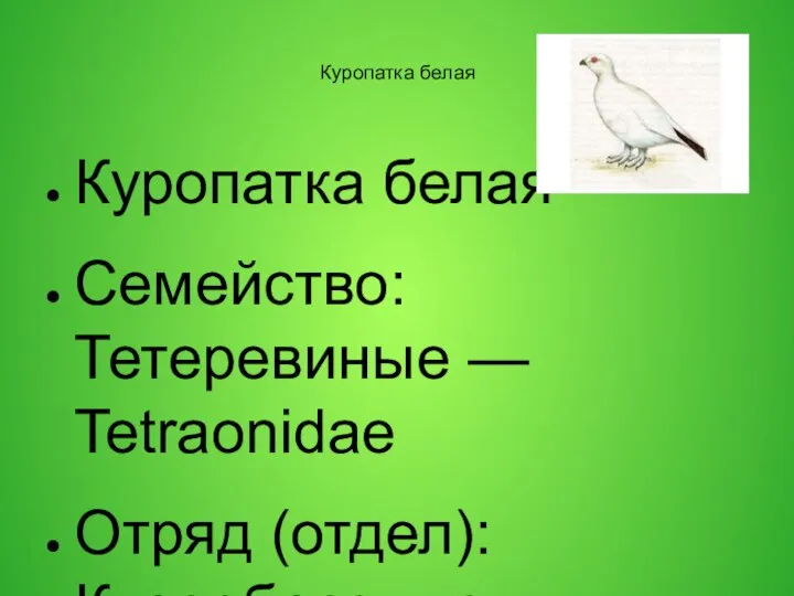 Куропатка белая Куропатка белая Семейство: Тетеревиные — Tetraonidae Отряд (отдел): Курообразные