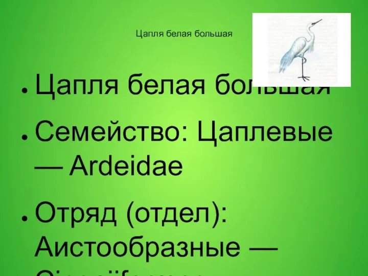 Цапля белая большая Цапля белая большая Семейство: Цаплевые — Ardeidae Отряд