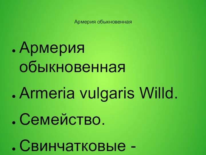 Армерия обыкновенная Армерия обыкновенная Armeria vulgaris Willd. Семейство. Свинчатковые - Plumbaginaceae