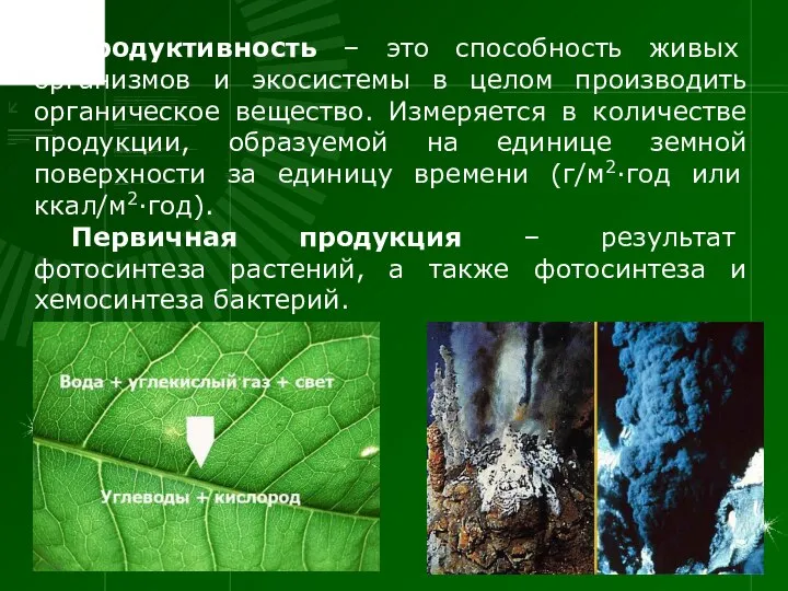 Продуктивность – это способность живых организмов и экосистемы в целом производить