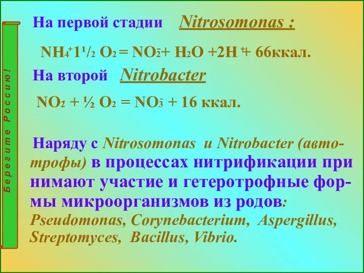 На первой стадии Nitrosomonas : NH4 1¹/2 O2 = NO2+ H2O