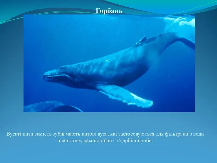 Горбань Вусаті кити замість зубів мають китові вуса, які застосовуються для