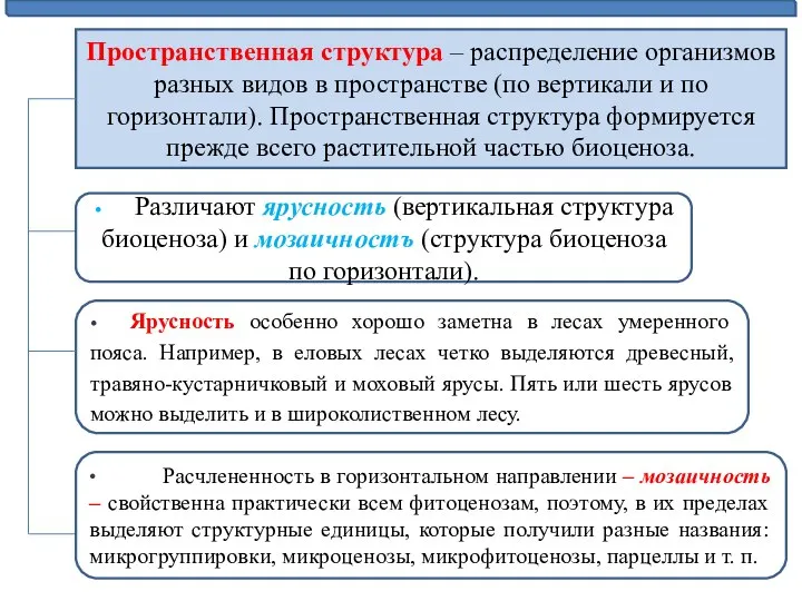 Пространственная структура – распределение организмов разных видов в пространстве (по вертикали