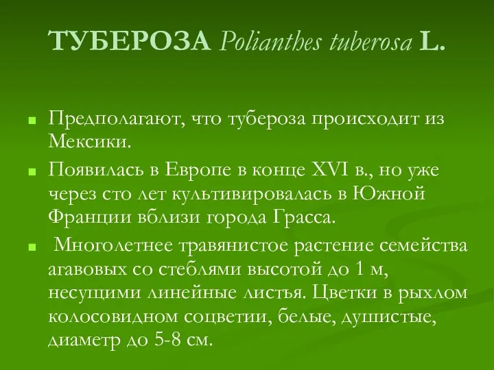 ТУБЕРОЗА Polianthes tuberosa L. Предполагают, что тубероза происходит из Мексики. Появилась