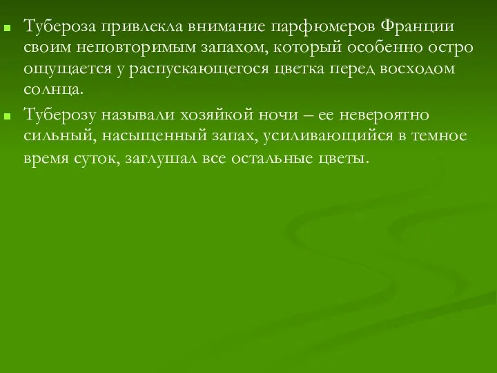 Тубероза привлекла внимание парфюмеров Франции своим неповторимым запахом, который особенно остро