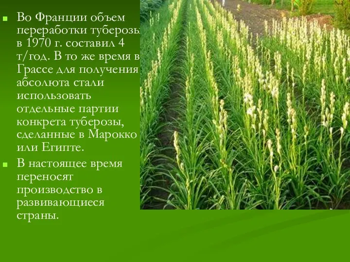 Во Франции объем переработки туберозы в 1970 г. составил 4 т/год.