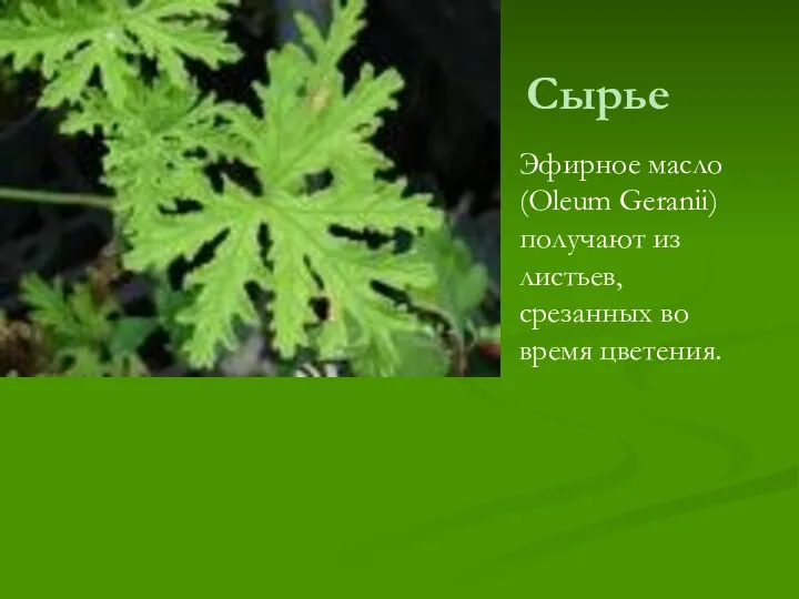 Сырье Эфирное масло (Oleum Geranii) получают из листьев, срезанных во время цветения.