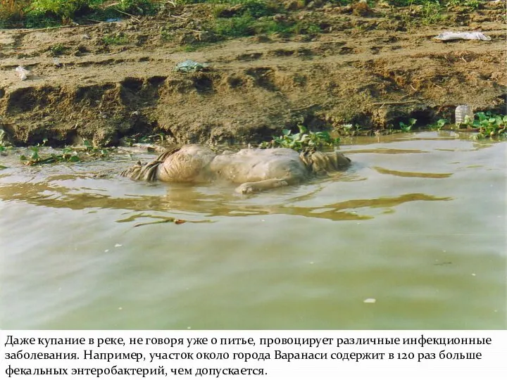 Даже купание в реке, не говоря уже о питье, провоцирует различные