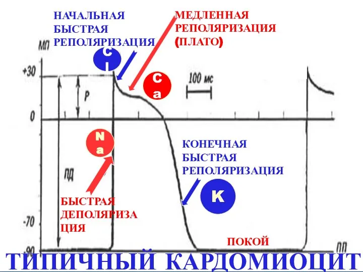 Na Cl Ca K БЫСТРАЯ ДЕПОЛЯРИЗАЦИЯ НАЧАЛЬНАЯ БЫСТРАЯ РЕПОЛЯРИЗАЦИЯ КОНЕЧНАЯ БЫСТРАЯ