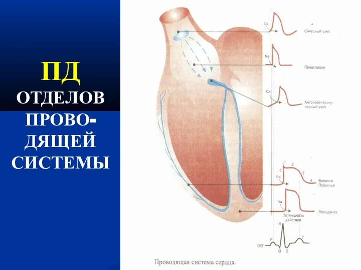 ПД ОТДЕЛОВ ПРОВО- ДЯЩЕЙ СИСТЕМЫ