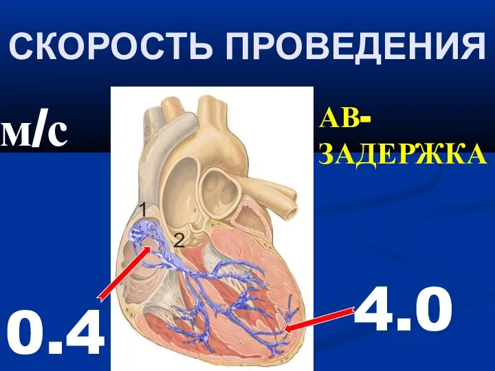 СКОРОСТЬ ПРОВЕДЕНИЯ 4.0 м/с 0.4 АВ-ЗАДЕРЖКА