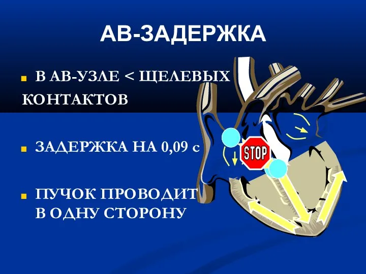 АВ-ЗАДЕРЖКА В АВ-УЗЛЕ КОНТАКТОВ ЗАДЕРЖКА НА 0,09 с ПУЧОК ПРОВОДИТ В ОДНУ СТОРОНУ