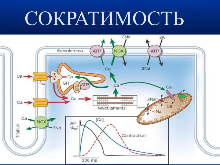 СОКРАТИМОСТЬ