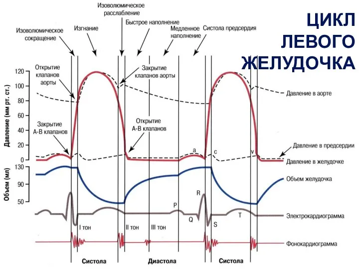 ЦИКЛ ЛЕВОГО ЖЕЛУДОЧКА