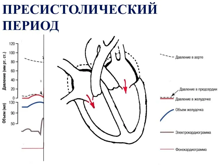 ПРЕСИСТОЛИЧЕСКИЙ ПЕРИОД