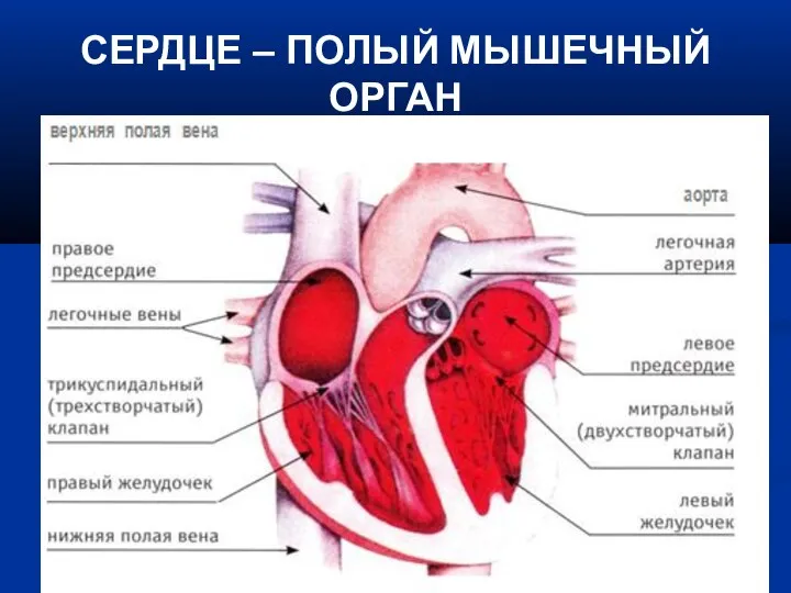 СЕРДЦЕ – ПОЛЫЙ МЫШЕЧНЫЙ ОРГАН