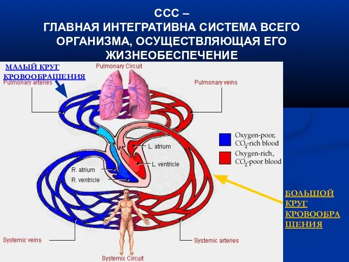 ССС – ГЛАВНАЯ ИНТЕГРАТИВНА СИСТЕМА ВСЕГО ОРГАНИЗМА, ОСУЩЕСТВЛЯЮЩАЯ ЕГО ЖИЗНЕОБЕСПЕЧЕНИЕ БОЛЬШОЙ КРУГ КРОВООБРАЩЕНИЯ МАЛЫЙ КРУГ КРОВООБРАЩЕНИЯ