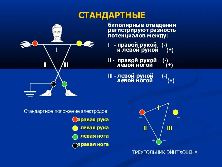 биполярные отведения регистрируют разность потенциалов между: I - правой рукой (-)