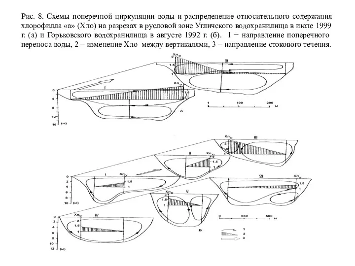 Рис. 8. Схемы поперечной циркуляции воды и распределение относительного содержания хлорофилла