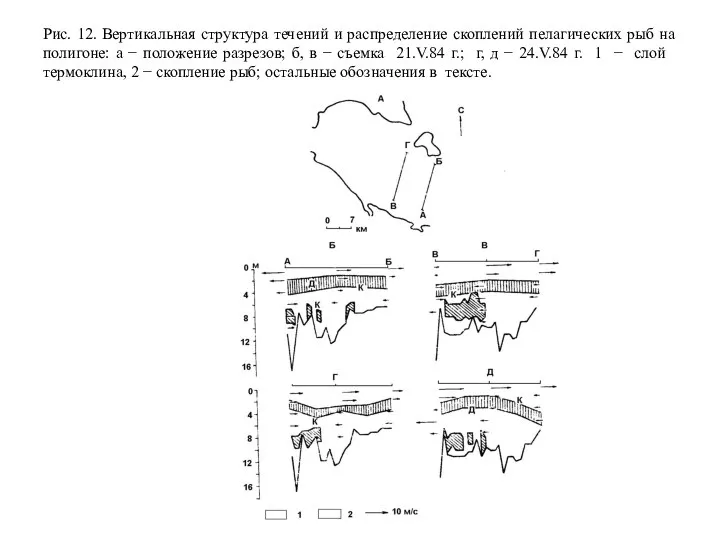 Рис. 12. Вертикальная структура течений и распределение скоплений пелагических рыб на