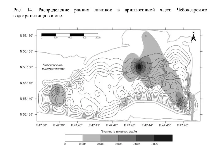 Рис. 14. Распределение ранних личинок в приплотинной части Чебоксарского водохранилища в июне.