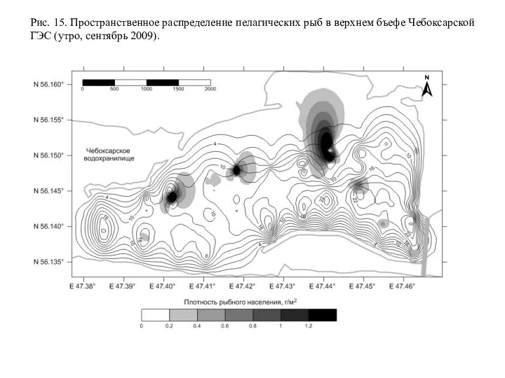 Рис. 15. Пространственное распределение пелагических рыб в верхнем бъефе Чебоксарской ГЭС (утро, сентябрь 2009).