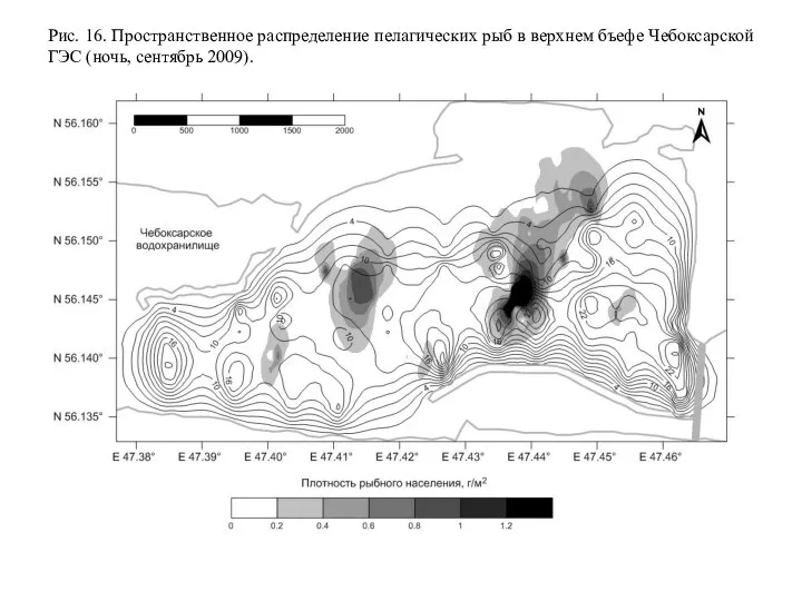 Рис. 16. Пространственное распределение пелагических рыб в верхнем бъефе Чебоксарской ГЭС (ночь, сентябрь 2009).