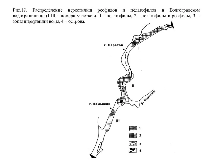 Рис.17. Распределение нерестилищ реофилов и пелагофилов в Волгоградском водохранилище (I-III -