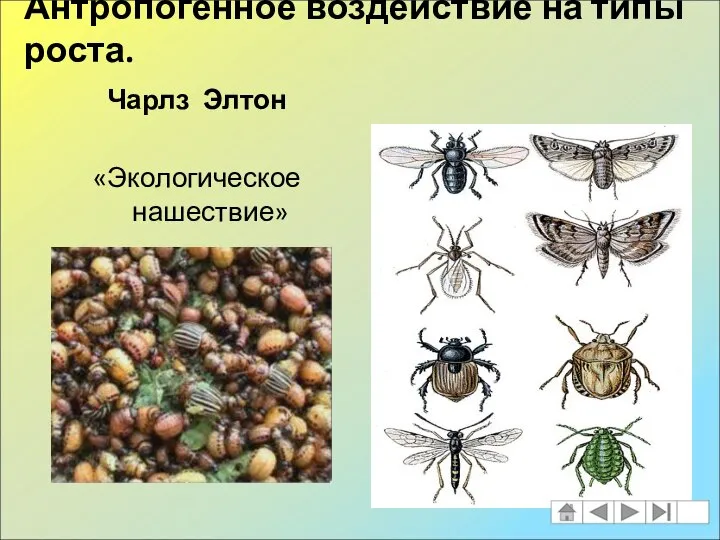 Антропогенное воздействие на типы роста. Чарлз Элтон «Экологическое нашествие»