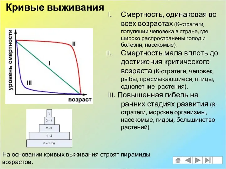 Смертность, одинаковая во всех возрастах (К-стратеги, популяции человека в стране, где