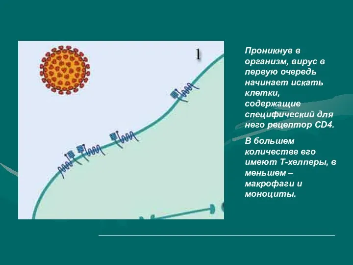 Проникнув в организм, вирус в первую очередь начинает искать клетки, содержащие