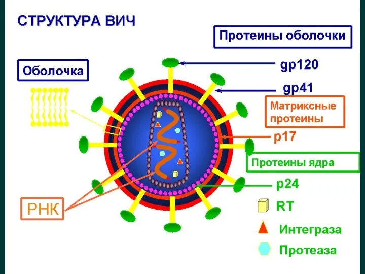 Структура ВИЧ